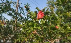 為什么石榴開花卻結(jié)不住果 或葉子變小、皺縮