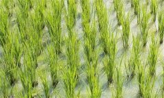 如何診斷與防治稻田的重金屬污染？