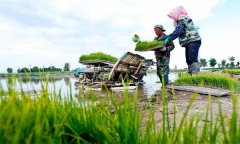 機插秧起秧、運秧、添秧的要求 怎樣防止漂秧？
