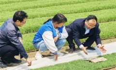 如何處理擱田與治蟲的關(guān)系，怎樣保護稻田蜘蛛