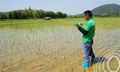 水稻出苗后怎樣管水 如何使用壯秧劑、多效唑等