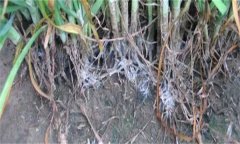 怎樣防治韭菜白絹?。? /></a>
            <a href=