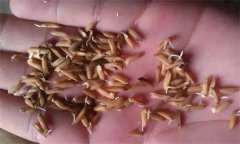為什么會出現(xiàn)水稻爛種、爛芽、爛秧和死苗現(xiàn)象