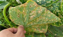 黃瓜細(xì)菌性角斑病的癥狀、發(fā)生規(guī)律與防治方法