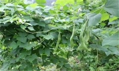 蕓豆的需肥特點(diǎn) 蕓豆施肥需要注意哪些問(wèn)題？