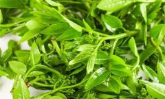 花椒芽苗菜假植生產(chǎn)技術(shù)要點(diǎn)有哪些？