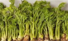 刺嫩芽苗菜基質(zhì)畦插生產(chǎn)與水插生產(chǎn)技術要點