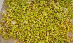白菜芽苗菜如何進(jìn)行立體無土栽培？