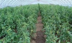 冬春茬番茄晚吊蔓有哪些好處 需注意哪些問(wèn)題？
