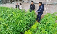 深冬期套種番茄應(yīng)注意什么問(wèn)題？