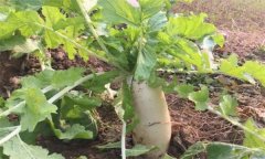 怎樣栽培冬蘿卜？冬蘿卜種植時間和方法