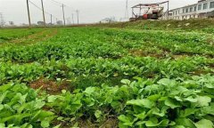 油菜日光溫室早春、秋延遲栽培技術要點有哪些