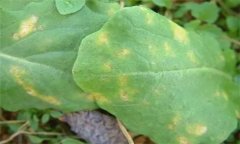 怎樣防治油菜霜霉病，有哪些癥狀表現(xiàn)？