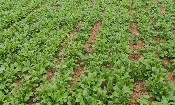 油菜密播育苗、分批移栽好不好