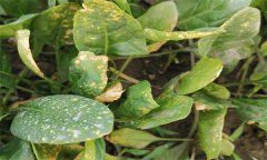 菠菜霜霉病的癥狀表現(xiàn)、傳播途徑和防治方法