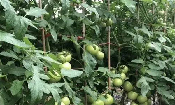 番茄膨果期合理疏枝、打葉