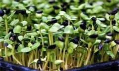 龍葵嫩芽可以吃嗎？龍葵芽苗菜如何生產？