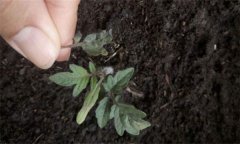 茄子僵果、裂口、落花落果的原因及解決辦法