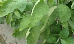 茄子缺氮、磷、鉀癥的癥狀是什么，如何矯正?