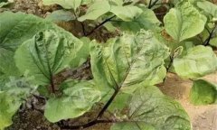 茄子缺素癥狀診斷及防治、矯正方法