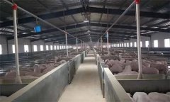 豬場如何應用“全進全出”飼養(yǎng)技術(shù)？