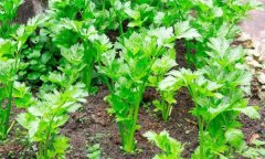 如何秋延遲生產(chǎn)香芹？