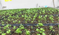 怎樣種好春芹菜？溫室春芹菜栽培要點有哪些？