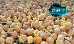 豌豆芽一播三收生產(chǎn)技術要點有哪些？