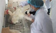 雞人工授精技術(shù)的優(yōu)越性有哪些？
