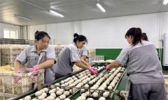 孵化用的種蛋為何要進行預(yù)溫？