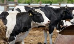 如何飼喂泌乳中期奶牛？