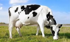 為什么要重視奶牛泌乳高峰？
