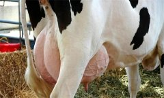 如何飼養(yǎng)泌乳初期奶牛？