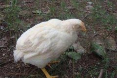雞白痢是垂直傳播還是水平傳播？