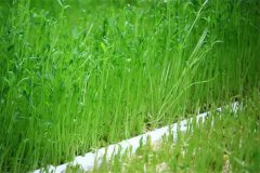 豌豆芽苗菜如何防止?fàn)€種畸形？