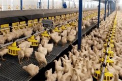 怎樣加強(qiáng)肉用種雞的光照管理？