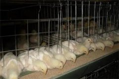 肉雞30日齡后“過料”是怎么回事？怎樣防治？